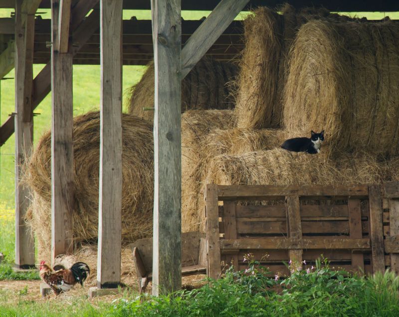 Barn Conversion